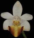 Phalaenopsis parishii - 1/4