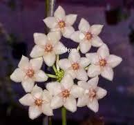 Hoya pseudolittoralis - 1