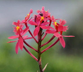 Kvetoucí orchidej Epidendrum 'Red Star' - 1