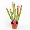 Sarracenia stevensii - 1/3