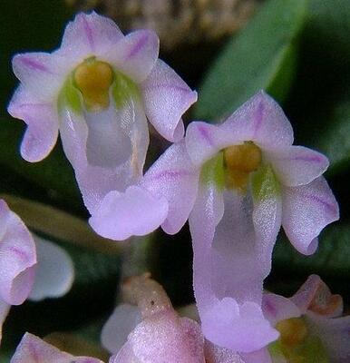 Schoenorchis seidenfadenii - 1