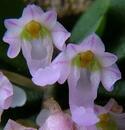 Schoenorchis seidenfadenii - 1/3