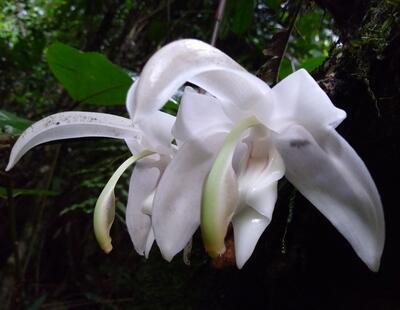 Stanhopea candida - 1