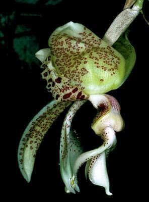 Stanhopea costaricensis - 1