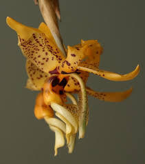 Stanhopea shuttleworthii - 1