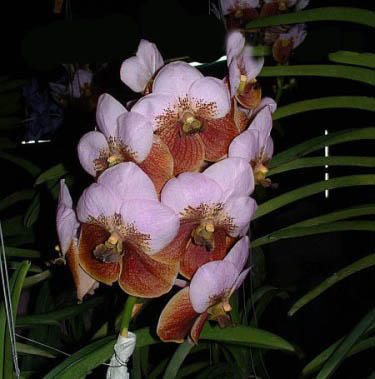 Vanda sanderiana - 1