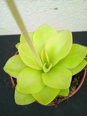 Pinguicula 'Guatemala' - 2