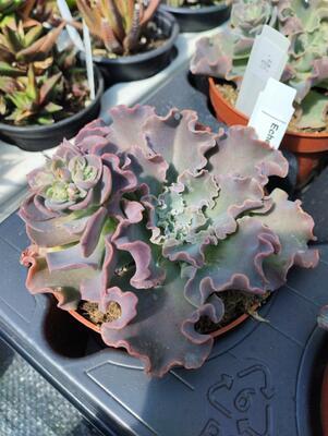 Echeveria shaviana (velká) - 2