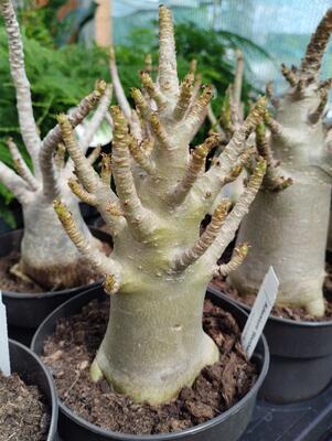 Adenium 'Baobab' - 2