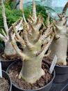 Adenium 'Baobab' - 2/3