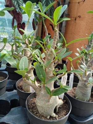 Adenium 'Thai Temple' - 2