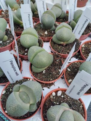 Pleiospilos nellii - 2