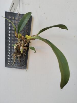 Bulbophyllum crassipes - 2