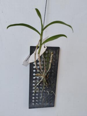 Dendrobium unicum - 2