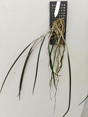 Brassavola cucullata - 2