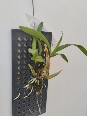 Dendrobium scabrilingue - 2