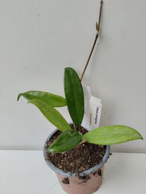 Hoya oreogena - 2