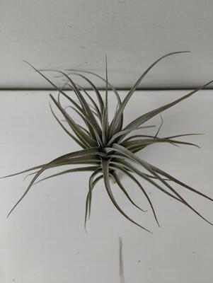 Tillandsia aeranthos - 2