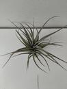 Tillandsia aeranthos - 2/2