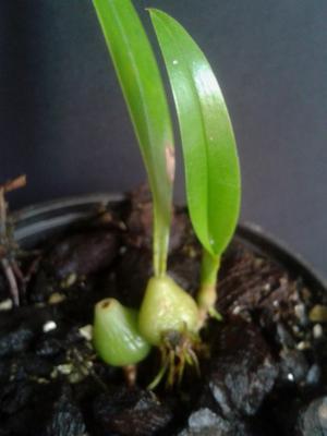 Bulbophyllum lindleyanum - 2