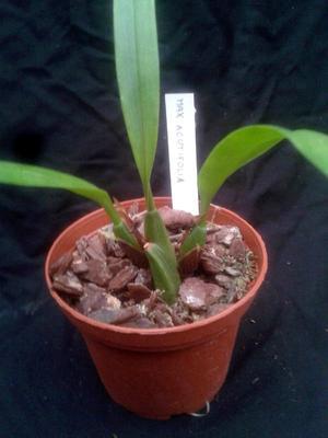 Maxillaria acutifolia - 2