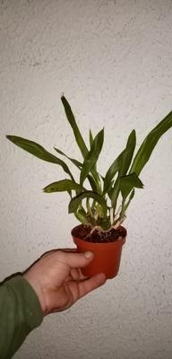 Odontoglossum bictoniense x rossii 'Sang' - 2