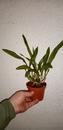 Odontoglossum bictoniense x rossii 'Sang' - 2/2