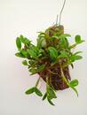 Dendrobium pachyphyllum - 2/3