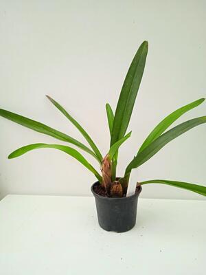 Maxillaria meleagris - 2