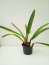 Maxillaria meleagris - 2/4