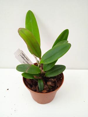 Cattleya kerrii x Catt. schilleriana - 2