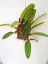 Bulbophyllum sanguineopunctatum x B. phalaenopsis - 2/3