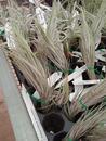 Tillandsia tomekii - 2/2