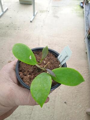 Hoya bhutanica - 2