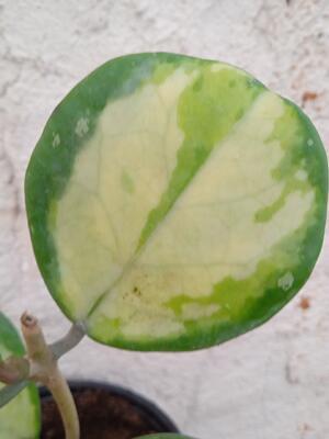 Hoya obovata 'variegata' - 2