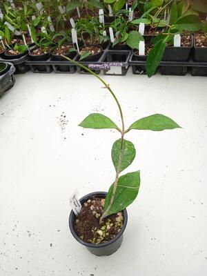 Hoya finlaysonii 'Big Leaf' - 2