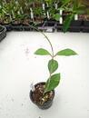 Hoya finlaysonii 'Big Leaf' - 2/4