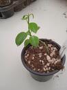 Hoya coronaria red - 2/4