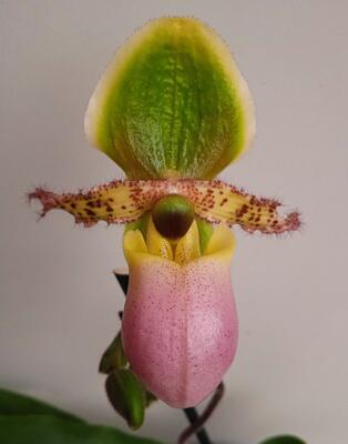 Kvetoucí orchidej - Paphiopedilum Pinocchio - 2