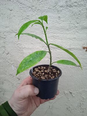 Hoya multiflora 'Laos' - 2