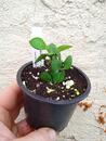 Hoya carmelae - 2/3