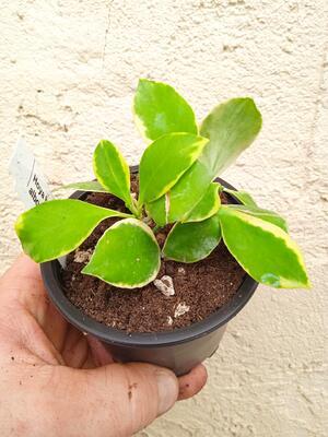 Hoya heuschkeliana 'albomarginata' - 2