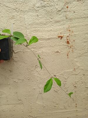 Hoya camphorifolia (větší řízek) - 2