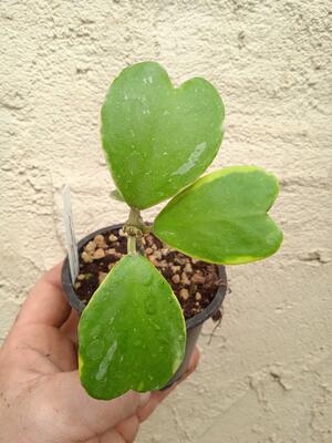 Hoya kerrii 'albomarginata' (zakořeněný řízek) - 2