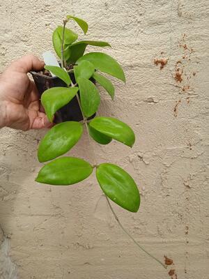 Hoya kickii (větší rostlina) - 2