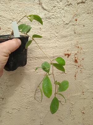 Hoya myrmecopa (větší rostlina) - 2