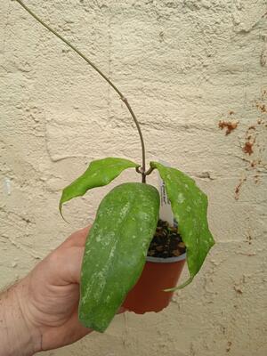 Hoya finlaysonii 'Dark Green Leaf' - 2