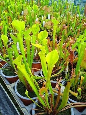 Sarracenia flava - 2