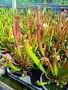 Sarracenia farnhamii (špirlice) - 2/2