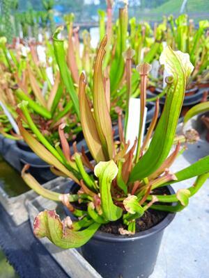 Sarracenia stevensii - 2